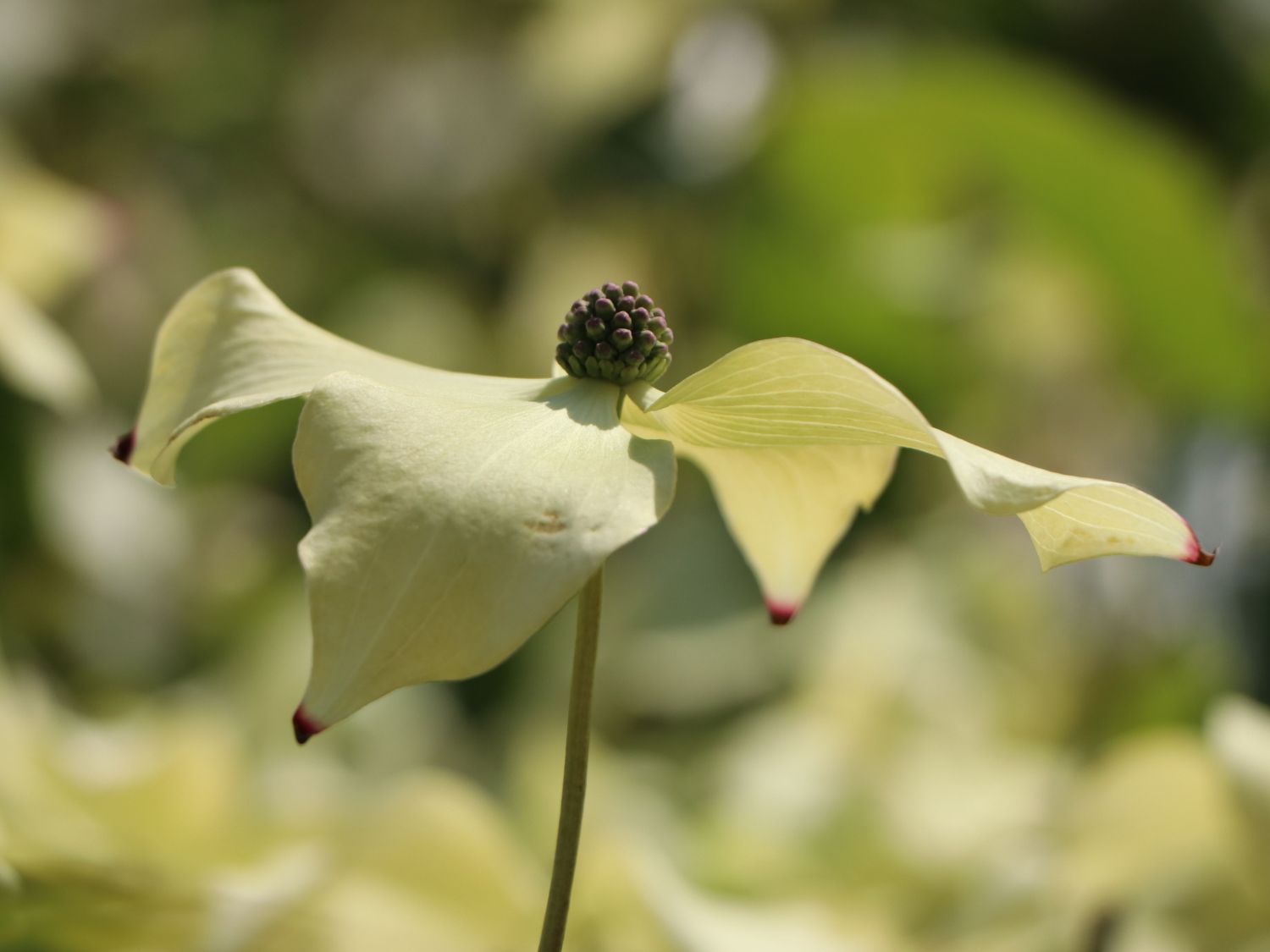 Japanischer Blumen-Hartriegel 'Bodnant' - Cornus kousa 'Bodnant'