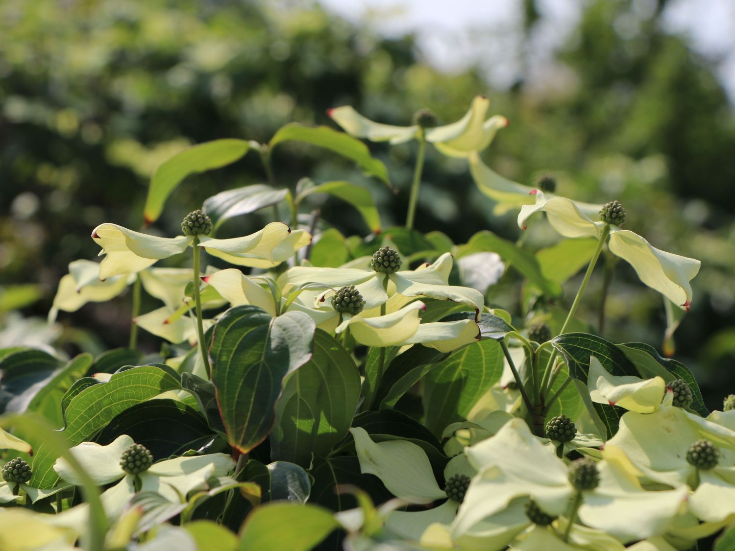 Japanischer Blumen-Hartriegel 'Bodnant' - Cornus kousa 'Bodnant'