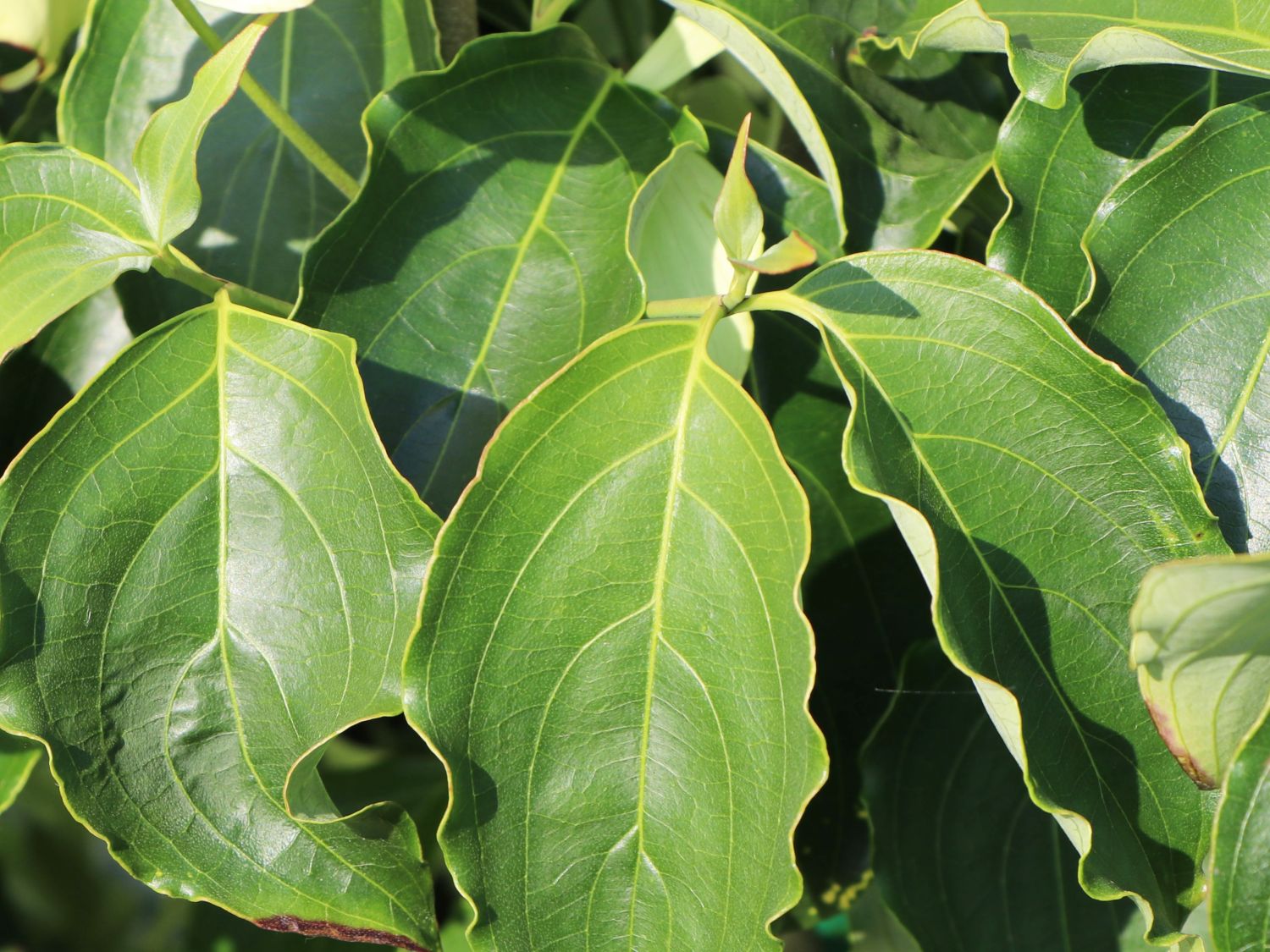 Japanischer Blumen-Hartriegel 'Bodnant' - Cornus kousa 'Bodnant'