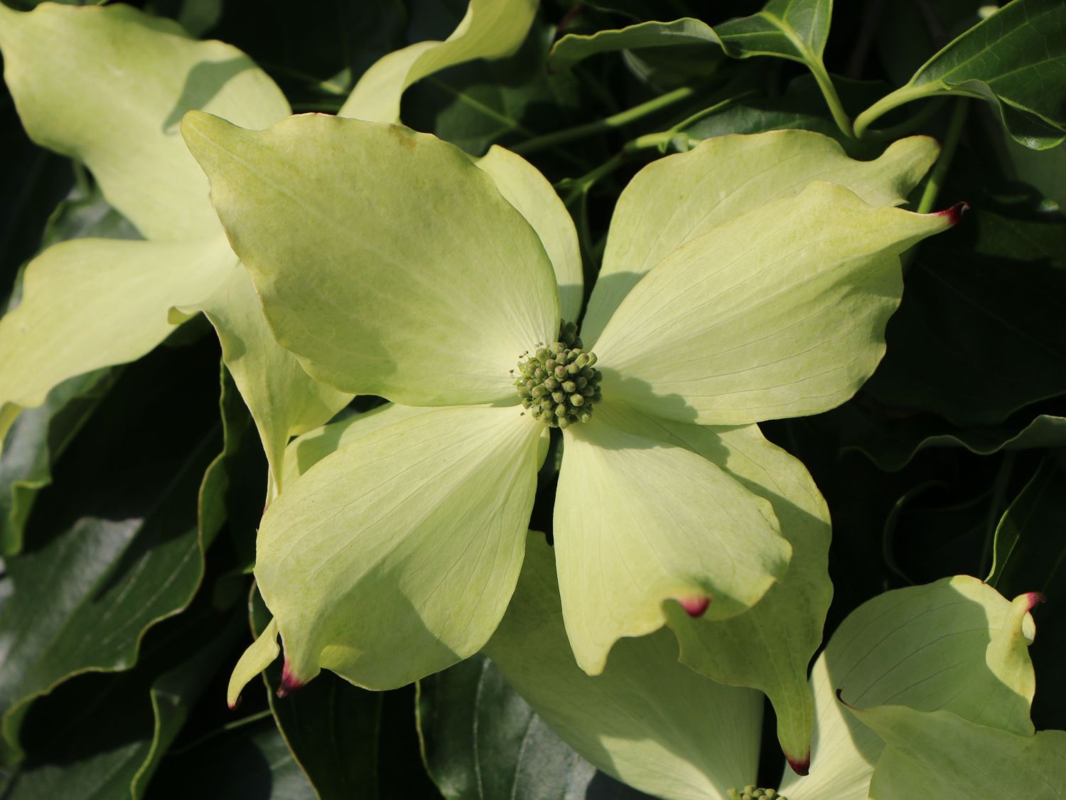 Japanischer Blumen-Hartriegel 'Bodnant' - Cornus kousa 'Bodnant'