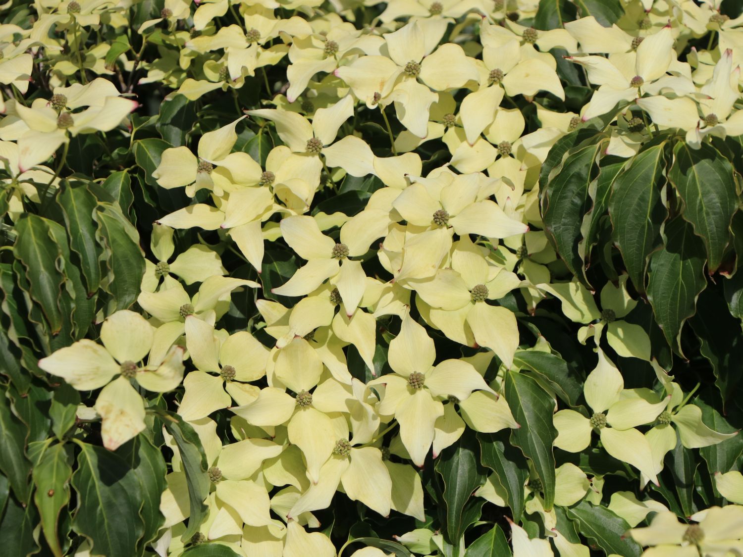 Japanischer Blumen-Hartriegel 'Bodnant' - Cornus kousa 'Bodnant'
