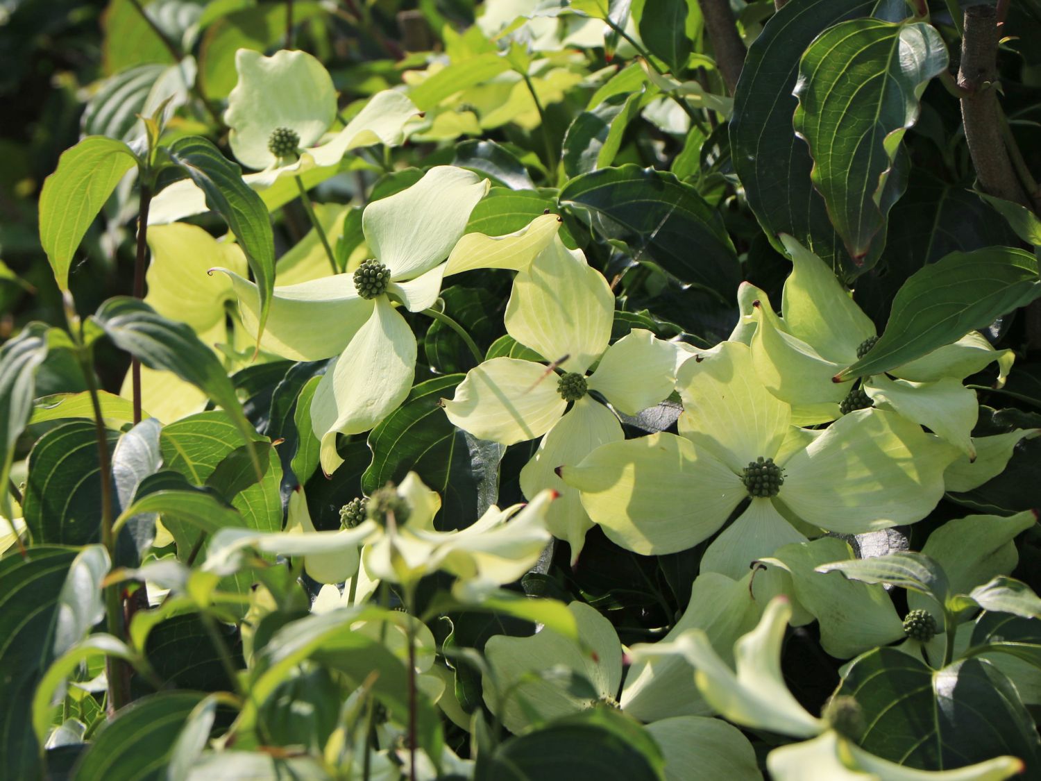 Japanischer Blumen-Hartriegel 'Bodnant' - Cornus kousa 'Bodnant'
