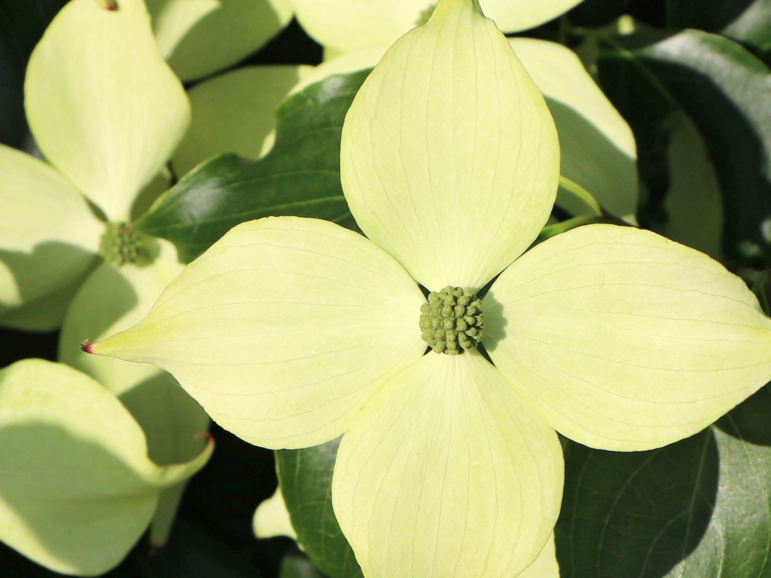Japanischer Blumen-Hartriegel 'Bodnant' - Cornus kousa 'Bodnant'