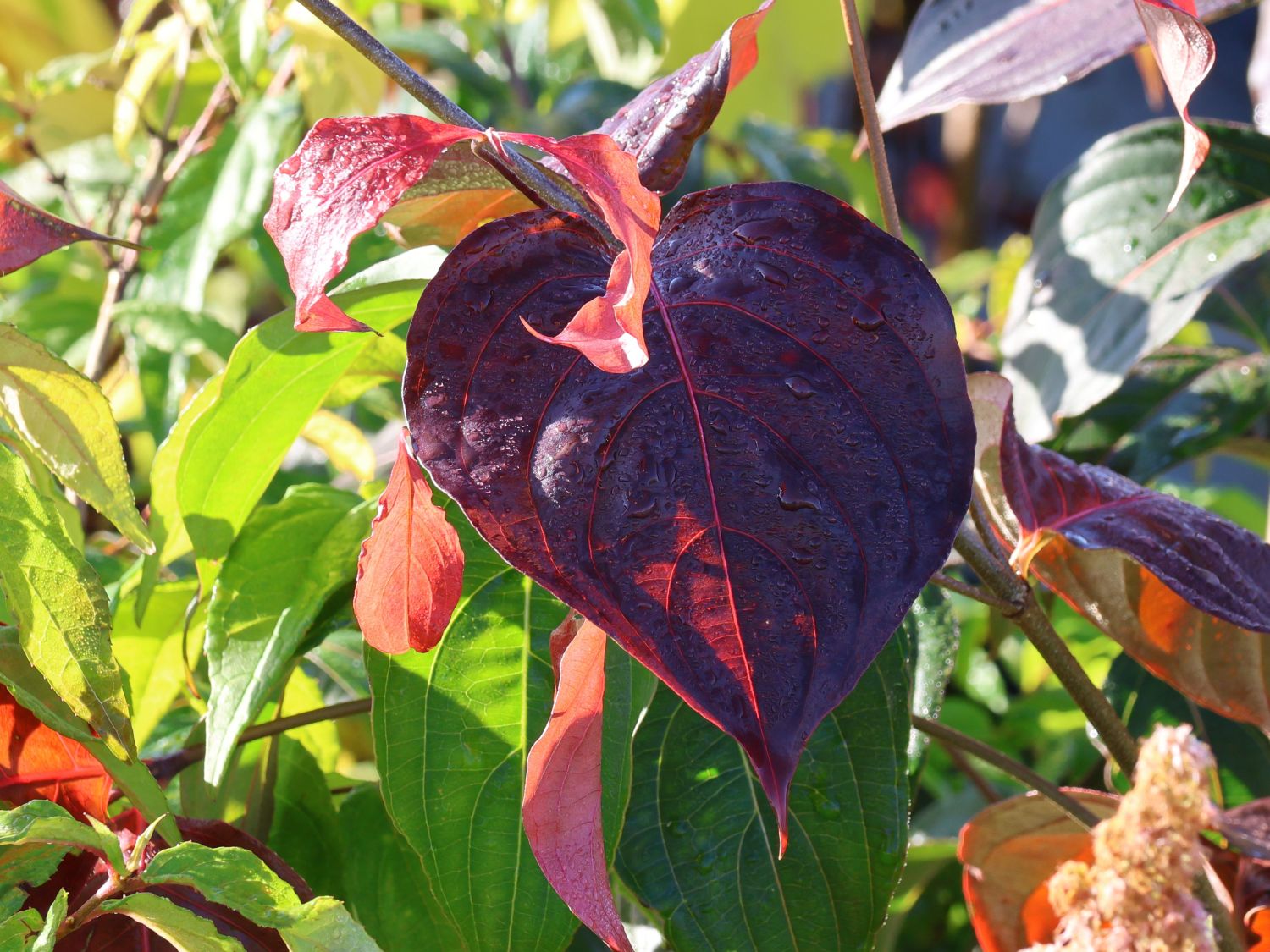 Japanischer Blumen-Hartriegel 'Bultinck's Giant Flower' - Cornus kousa 'Bultinck's Giant Flower'
