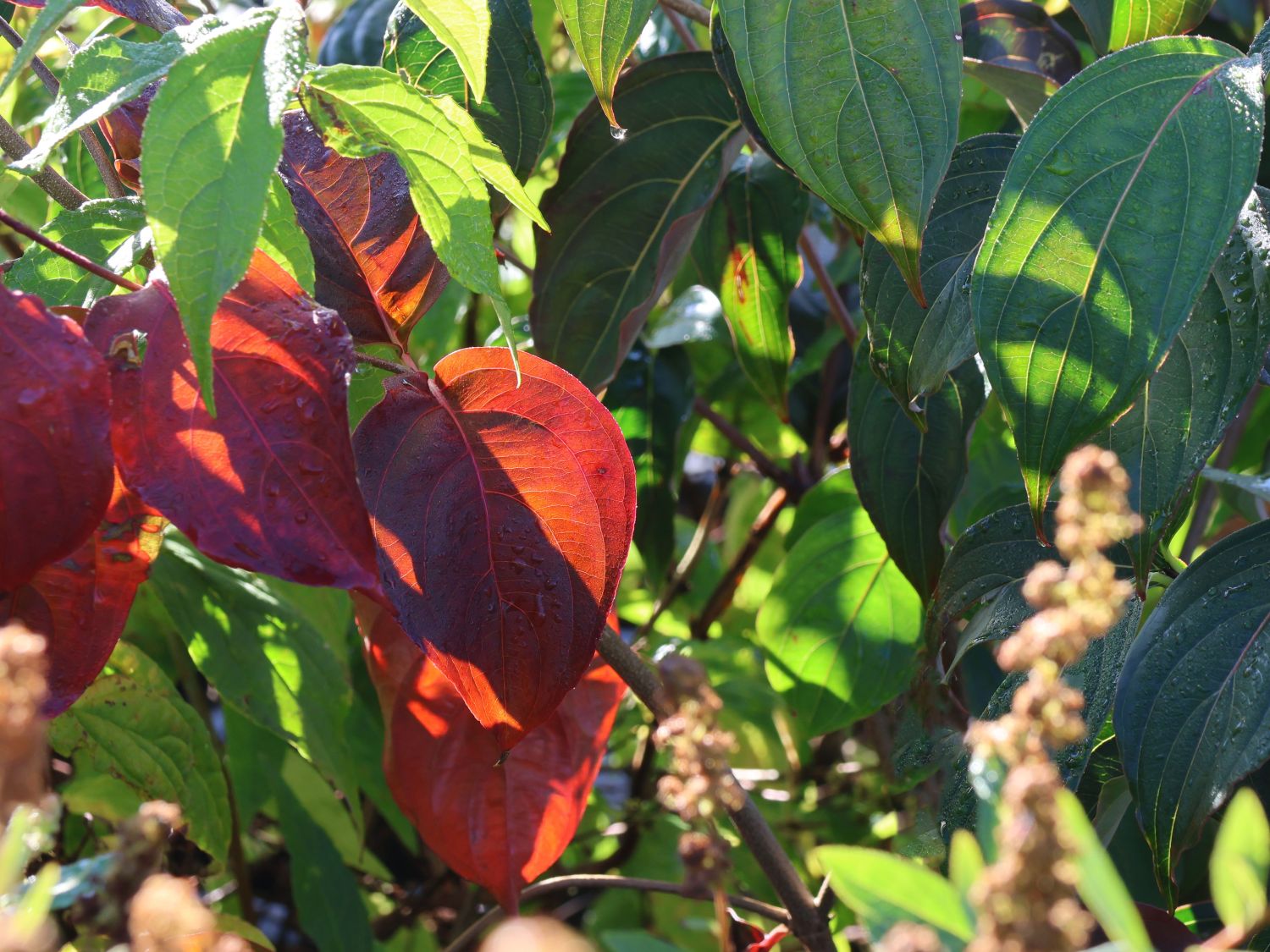 Japanischer Blumen-Hartriegel 'Bultinck's Giant Flower' - Cornus kousa 'Bultinck's Giant Flower'
