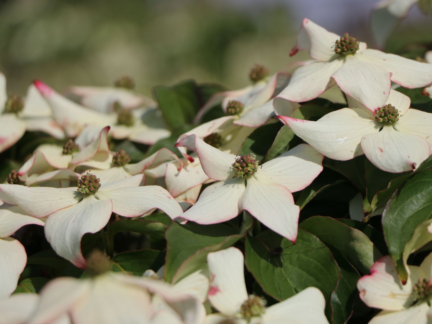Japanischer Blumen-Hartriegel 'Bultinck's Giant Flower' - Cornus kousa 'Bultinck's Giant Flower'
