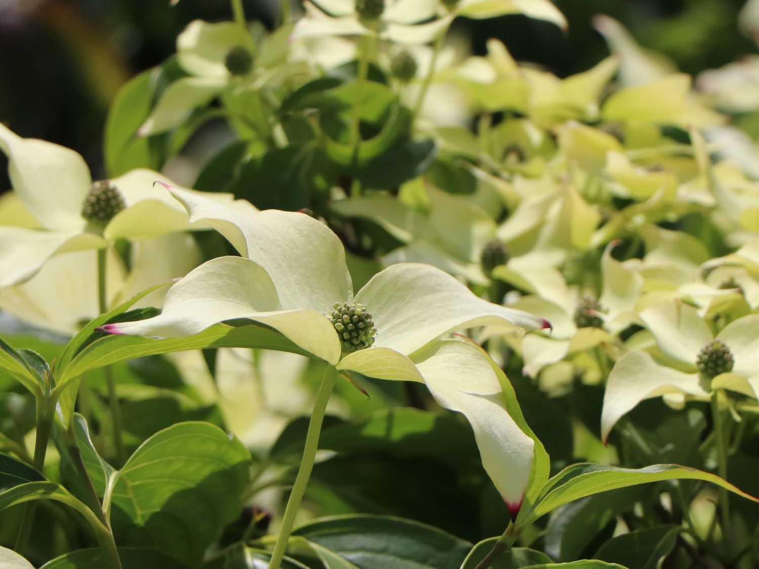 Japanischer Blumen-Hartriegel 'Bultinck's Giant Flower' - Cornus kousa 'Bultinck's Giant Flower'
