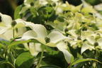 Japanischer Blumen-Hartriegel 'Bultinck's Giant Flower' - Cornus kousa 'Bultinck's Giant Flower'