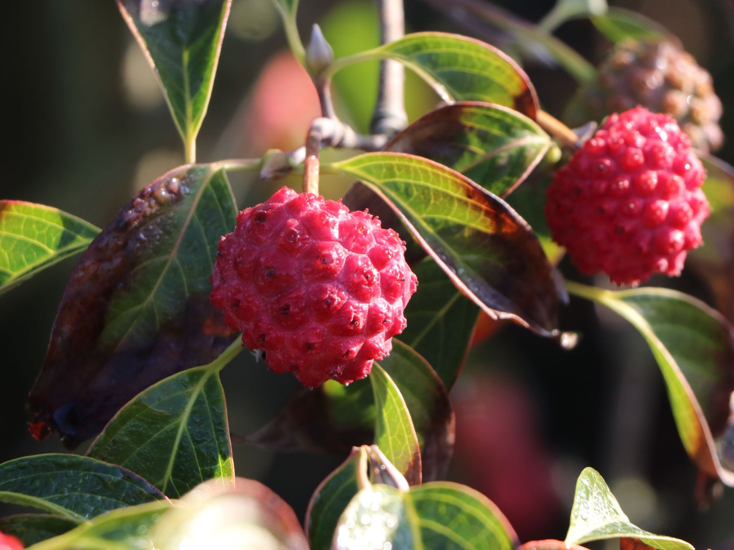 Japanischer Blumen-Hartriegel 'Bultinck's Giant Flower' - Cornus kousa 'Bultinck's Giant Flower'