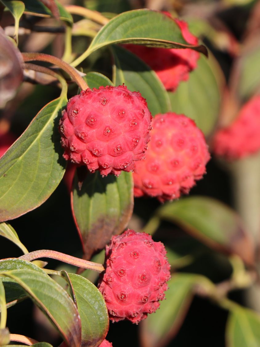 Japanischer Blumen-Hartriegel 'Bultinck's Giant Flower' - Cornus kousa 'Bultinck's Giant Flower'