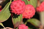 Japanischer Blumen-Hartriegel 'Bultinck's Giant Flower' - Cornus kousa 'Bultinck's Giant Flower'