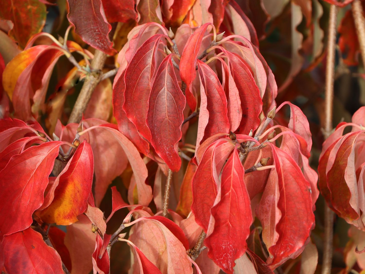 Japanischer Blumen-Hartriegel 'Bultinck's Giant Flower' - Cornus kousa 'Bultinck's Giant Flower'