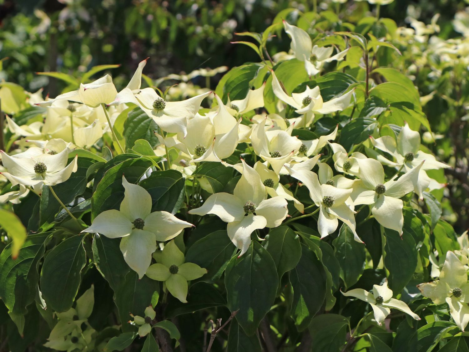 Japanischer Blumen-Hartriegel 'Bultinck's Giant Flower' - Cornus kousa 'Bultinck's Giant Flower'