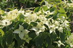 Japanischer Blumen-Hartriegel 'Bultinck's Giant Flower' - Cornus kousa 'Bultinck's Giant Flower'