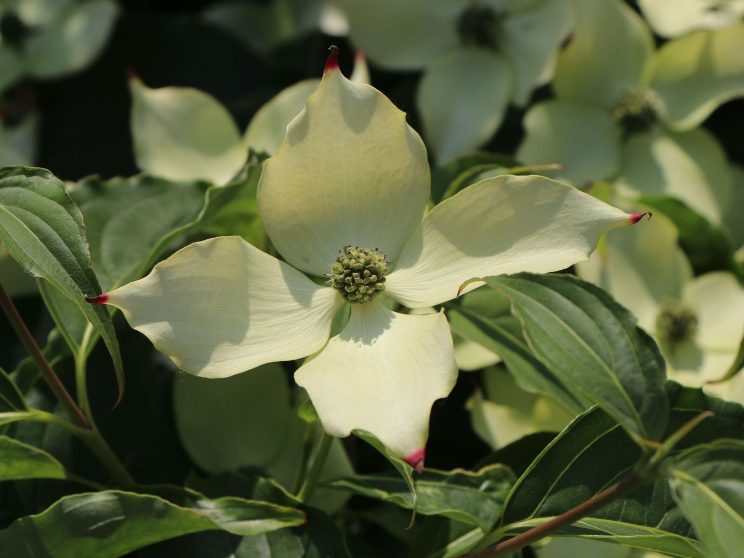 Japanischer Blumen-Hartriegel 'Bultinck's Giant Flower' - Cornus kousa 'Bultinck's Giant Flower'