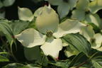 Japanischer Blumen-Hartriegel 'Bultinck's Giant Flower' - Cornus kousa 'Bultinck's Giant Flower'