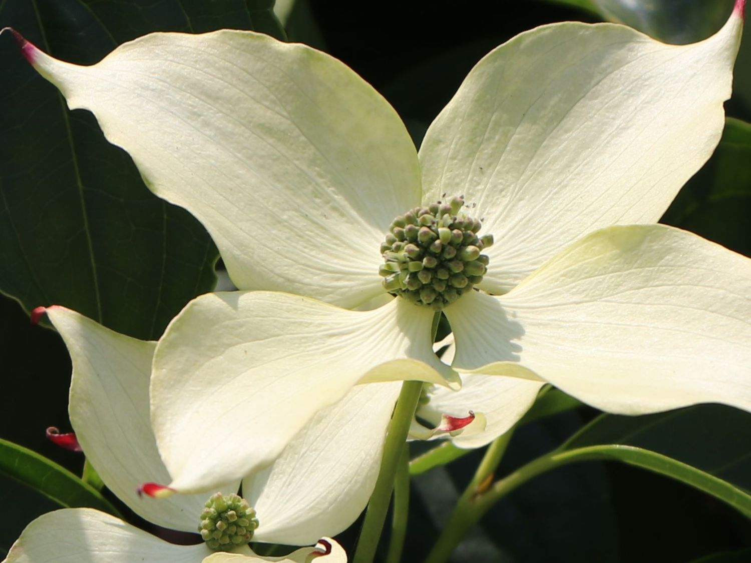 Japanischer Blumen-Hartriegel 'Bultinck's Giant Flower' - Cornus kousa 'Bultinck's Giant Flower'