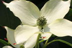 Japanischer Blumen-Hartriegel 'Bultinck's Giant Flower' - Cornus kousa 'Bultinck's Giant Flower'