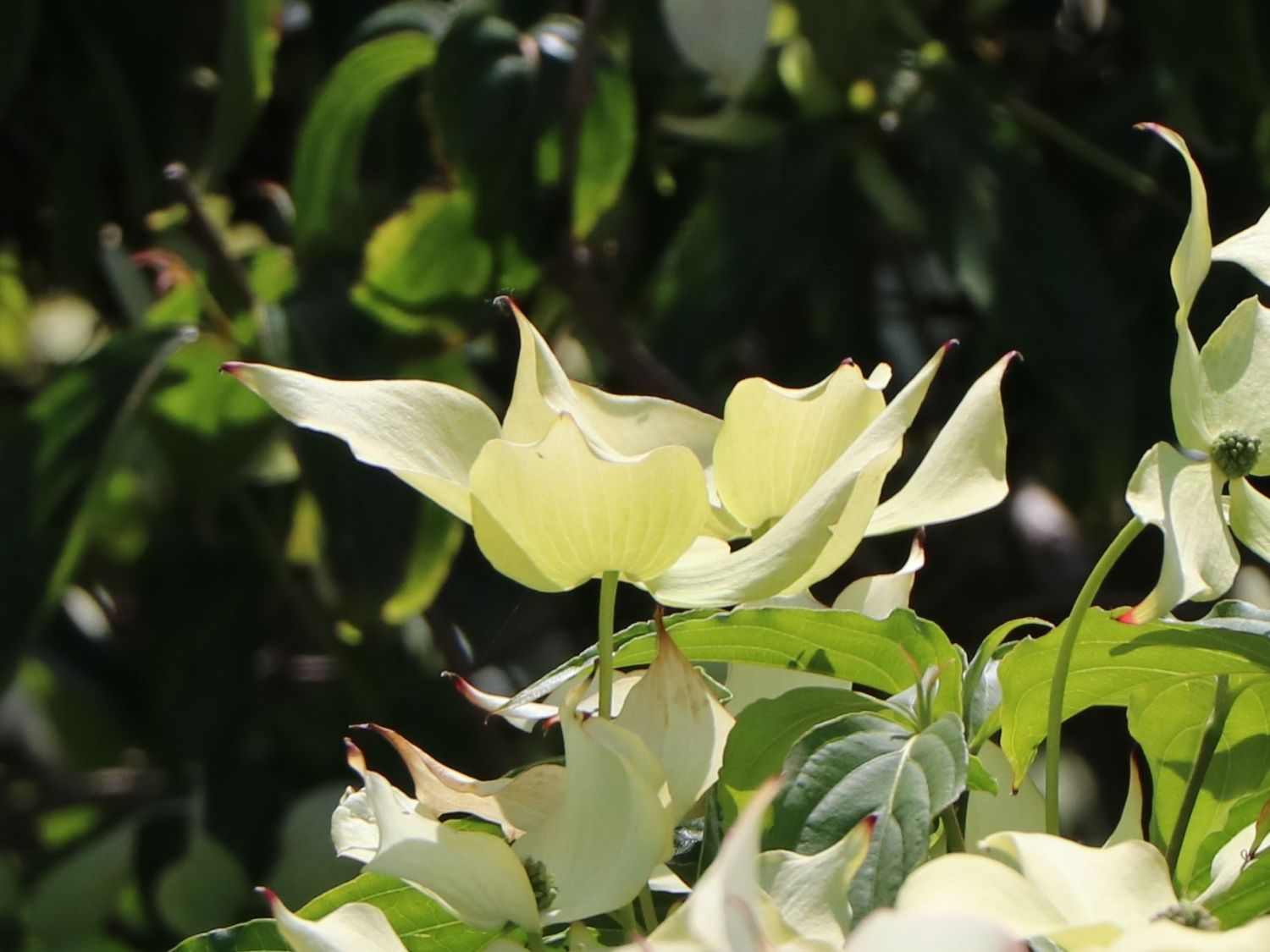 Japanischer Blumen-Hartriegel 'Bultinck's Giant Flower' - Cornus kousa 'Bultinck's Giant Flower'