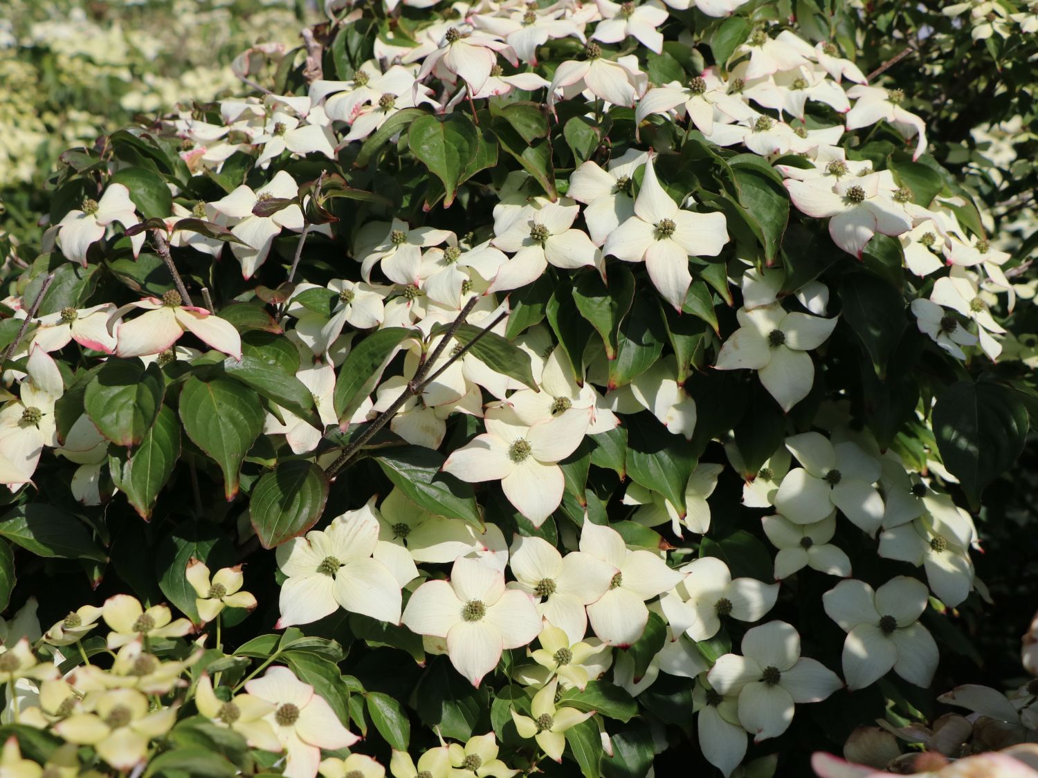 Japanischer Blumen-Hartriegel 'Bultinck's Giant Flower' - Cornus kousa 'Bultinck's Giant Flower'