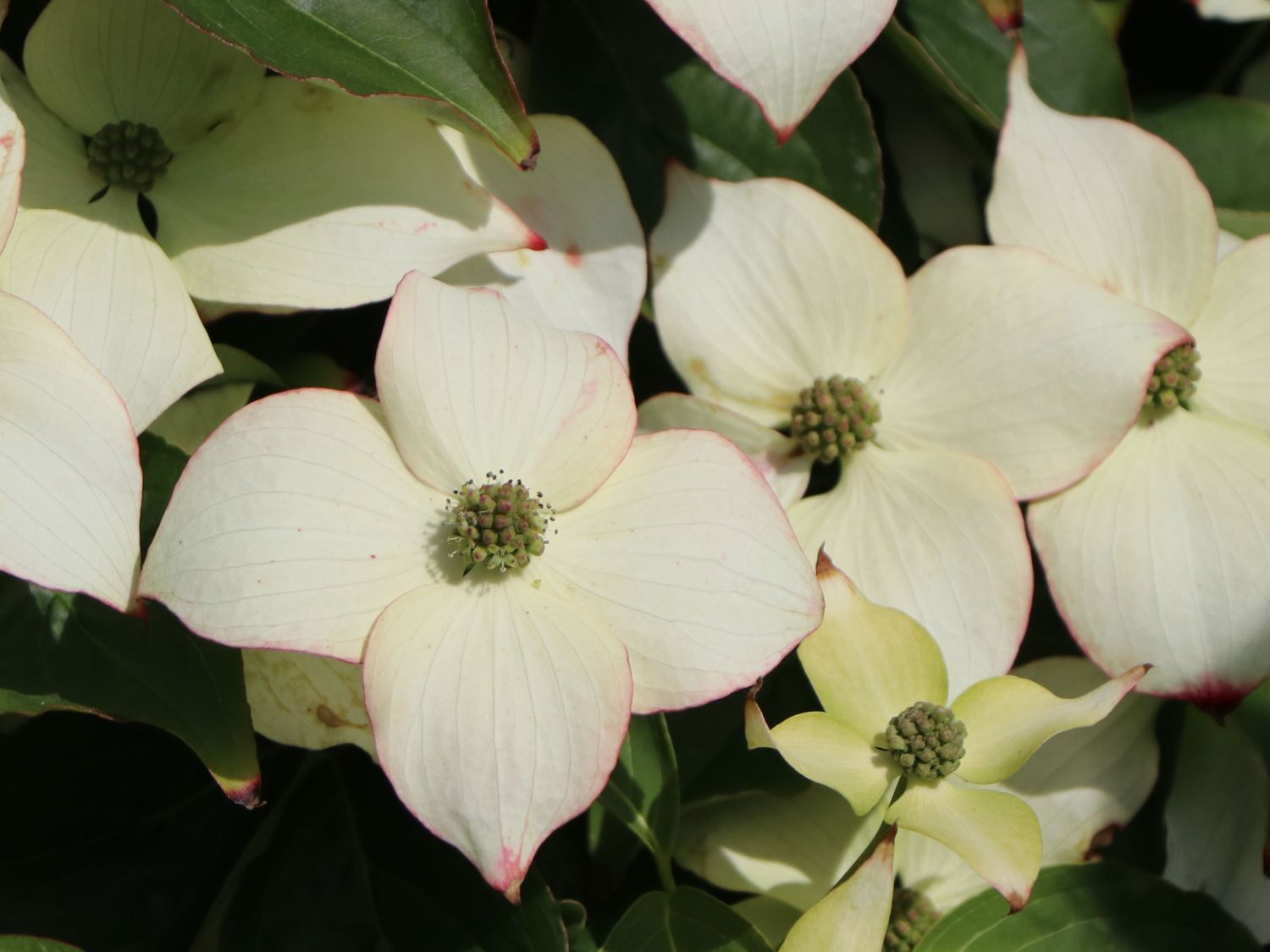 Japanischer Blumen-Hartriegel 'Bultinck's Giant Flower' - Cornus kousa 'Bultinck's Giant Flower'
