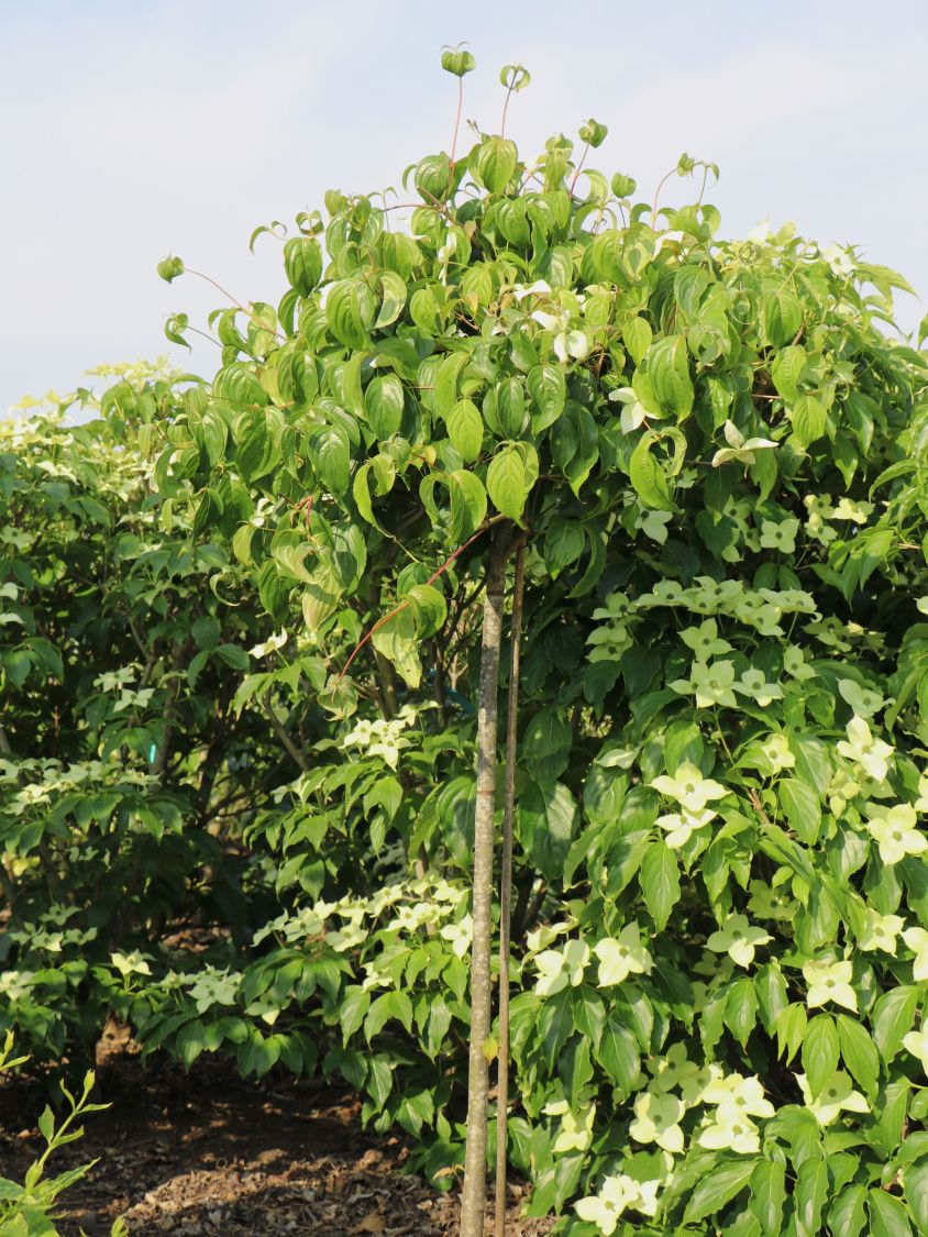 Japanischer Blumen-Hartriegel 'Bultinck's Weeping' - Cornus kousa 'Bultinck's Weeping'