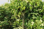 Japanischer Blumen-Hartriegel 'Bultinck's Weeping' - Cornus kousa 'Bultinck's Weeping'