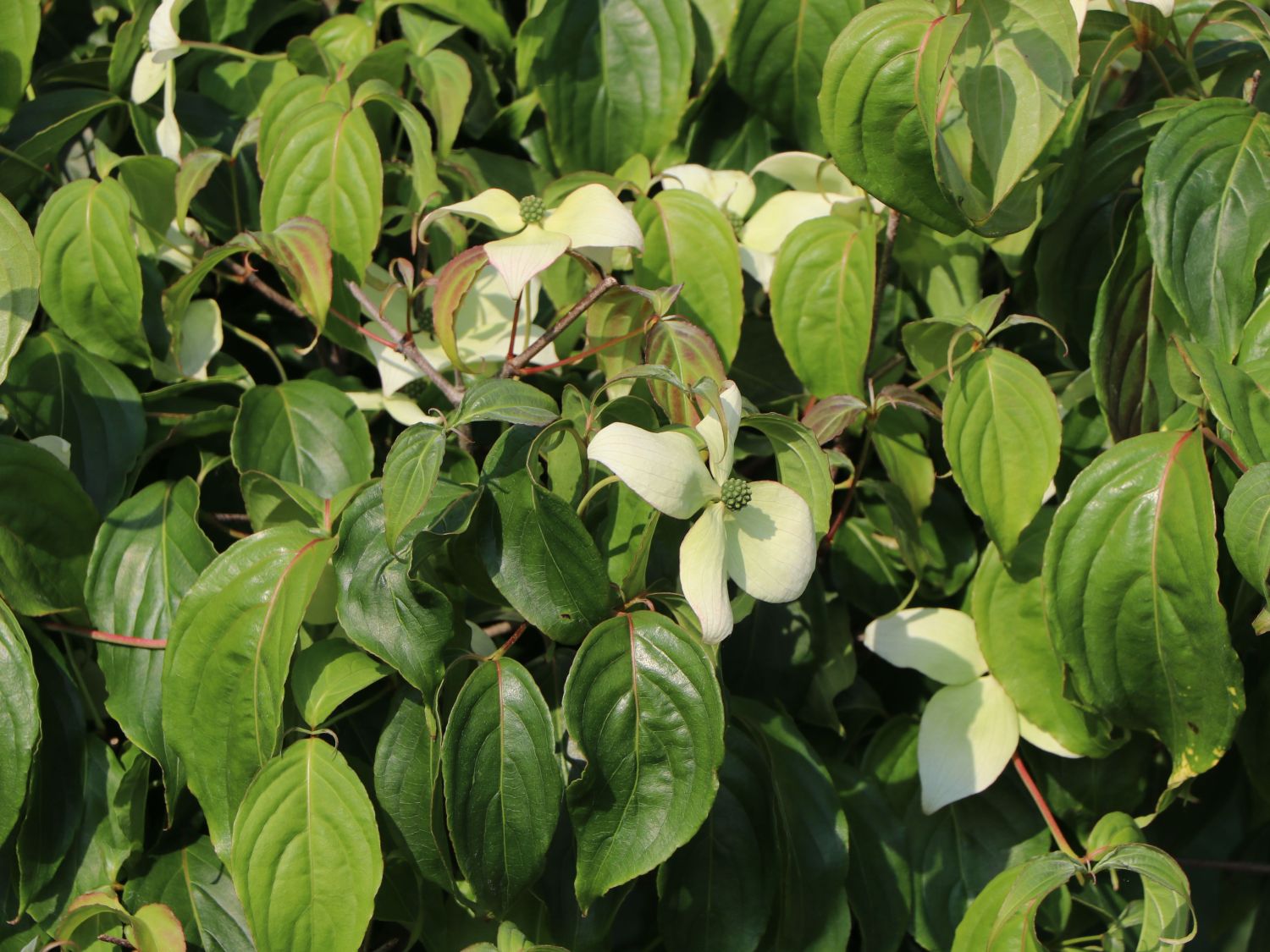 Japanischer Blumen-Hartriegel 'Bultinck's Weeping' - Cornus kousa 'Bultinck's Weeping'