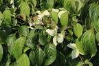 Japanischer Blumen-Hartriegel 'Bultinck's Weeping' - Cornus kousa 'Bultinck's Weeping'