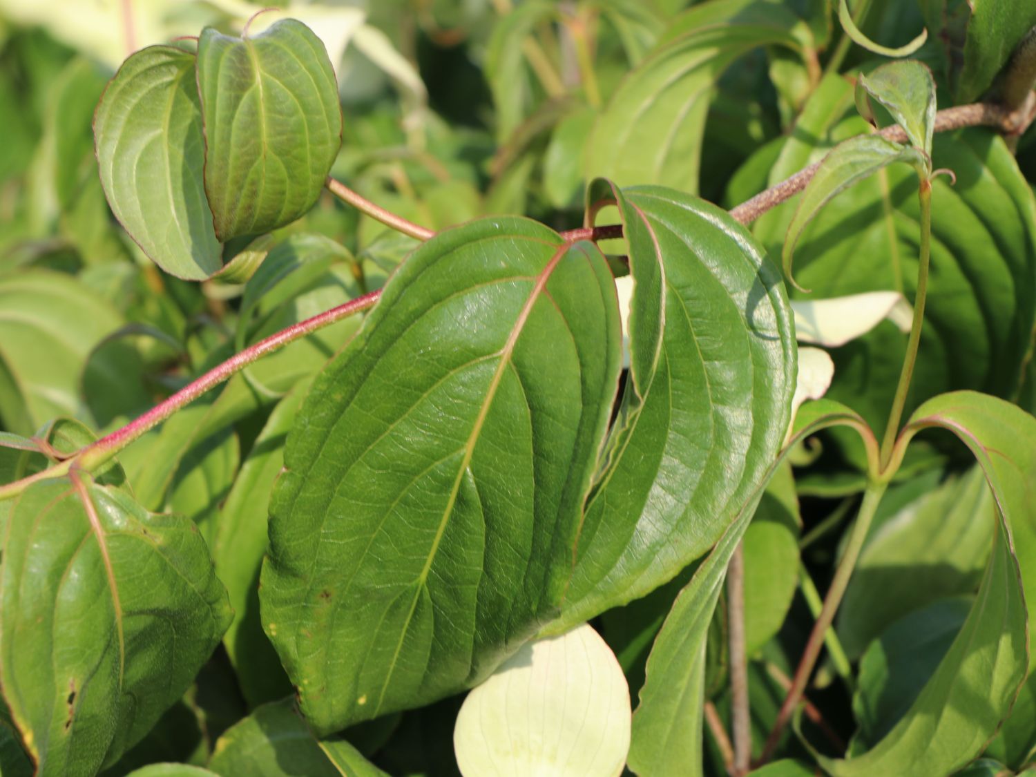 Japanischer Blumen-Hartriegel 'Bultinck's Weeping' - Cornus kousa 'Bultinck's Weeping'