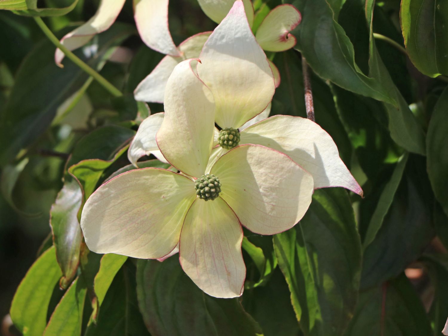 Japanischer Blumen-Hartriegel 'Bultinck's Weeping' - Cornus kousa 'Bultinck's Weeping'