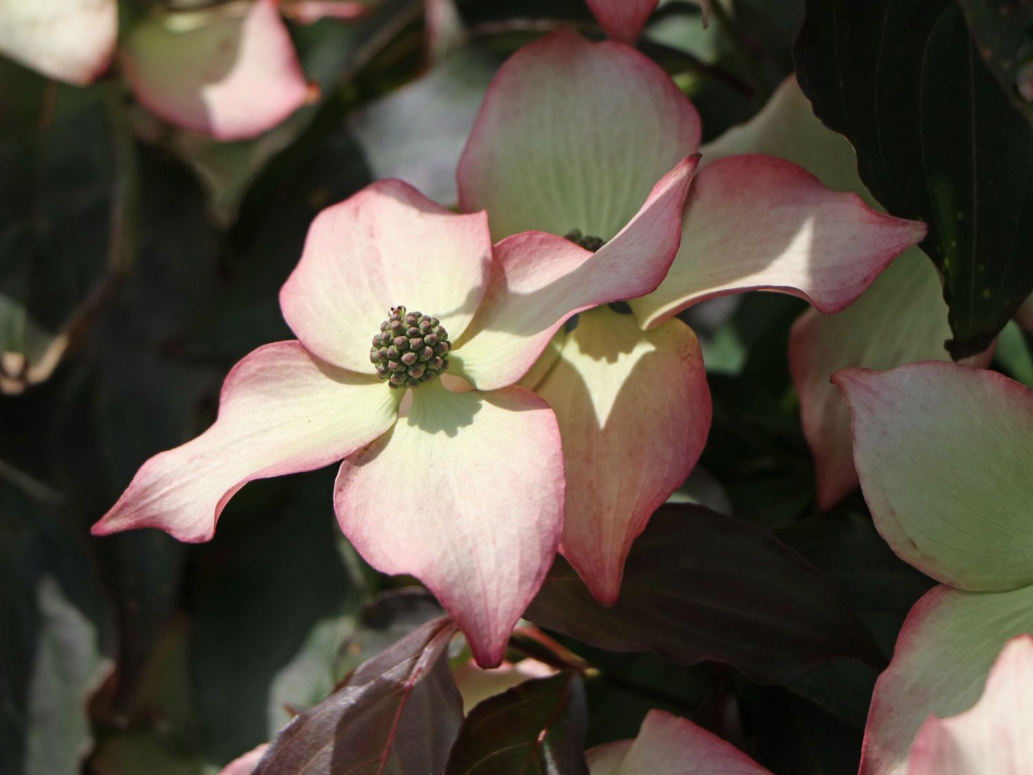 Japanischer Blumen-Hartriegel 'Cappuccino' - Cornus kousa 'Cappuccino'