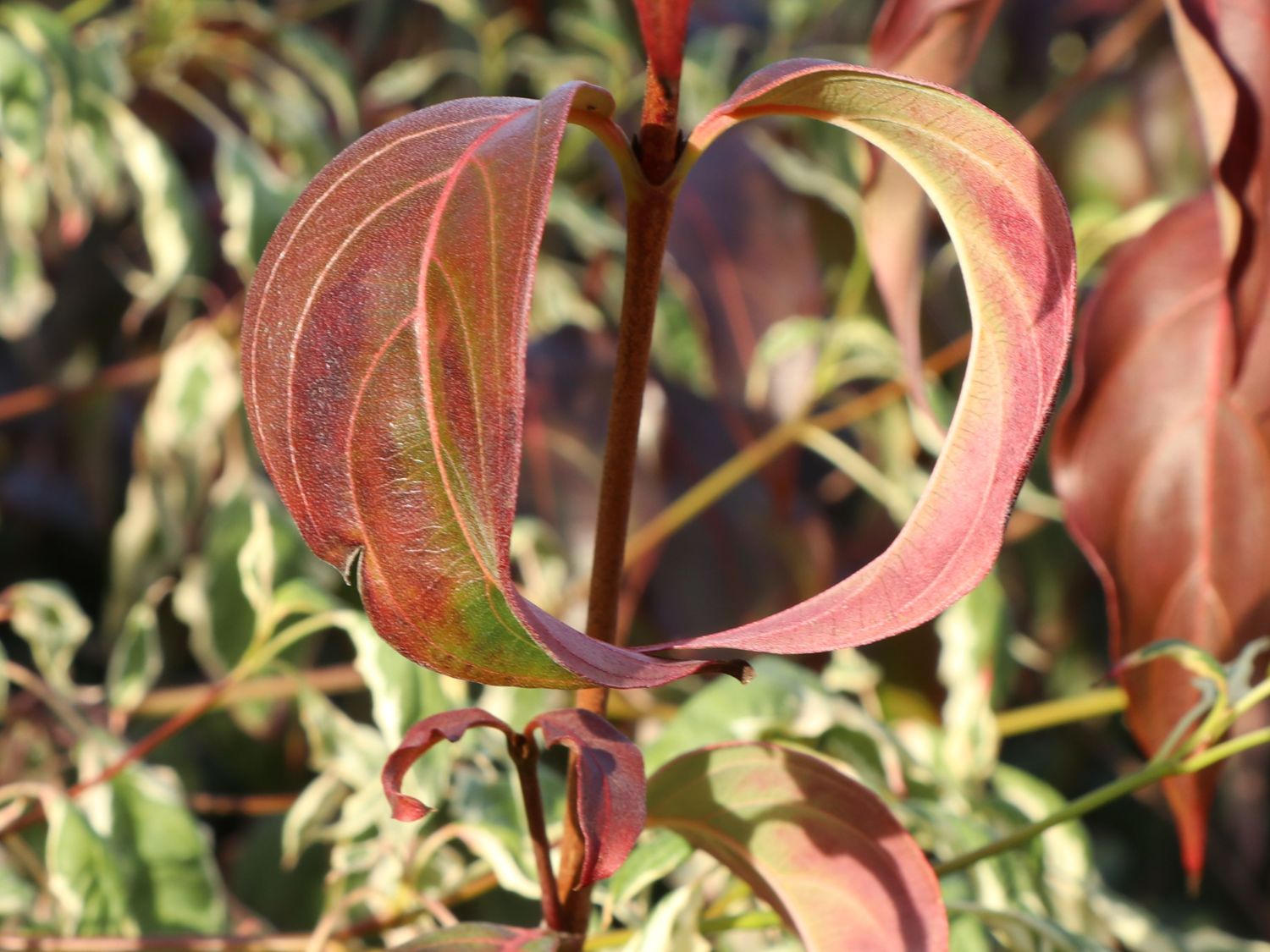 Japanischer Blumen-Hartriegel 'Cappuccino' - Cornus kousa 'Cappuccino'