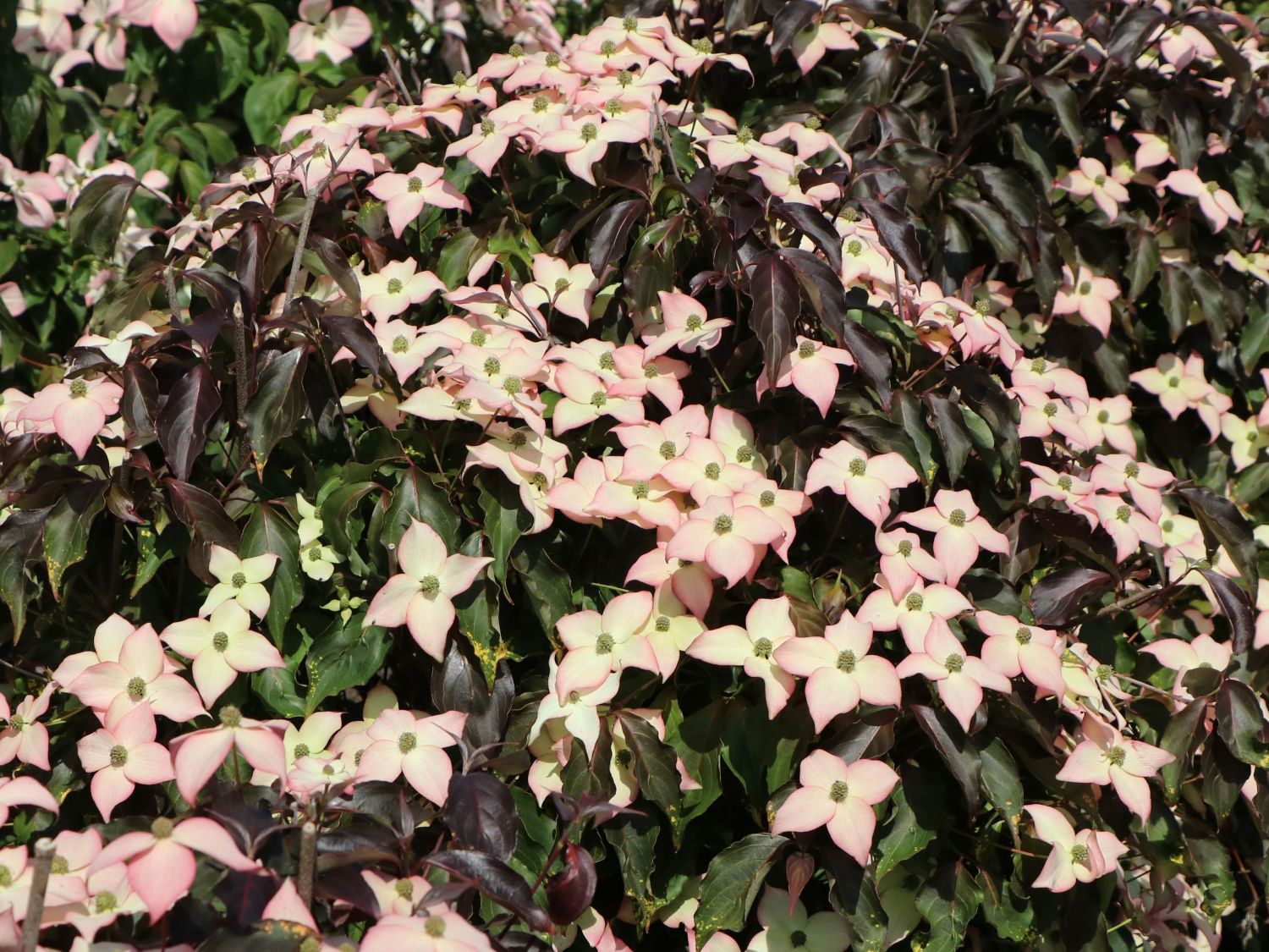 Japanischer Blumen-Hartriegel 'Cappuccino' - Cornus kousa 'Cappuccino'