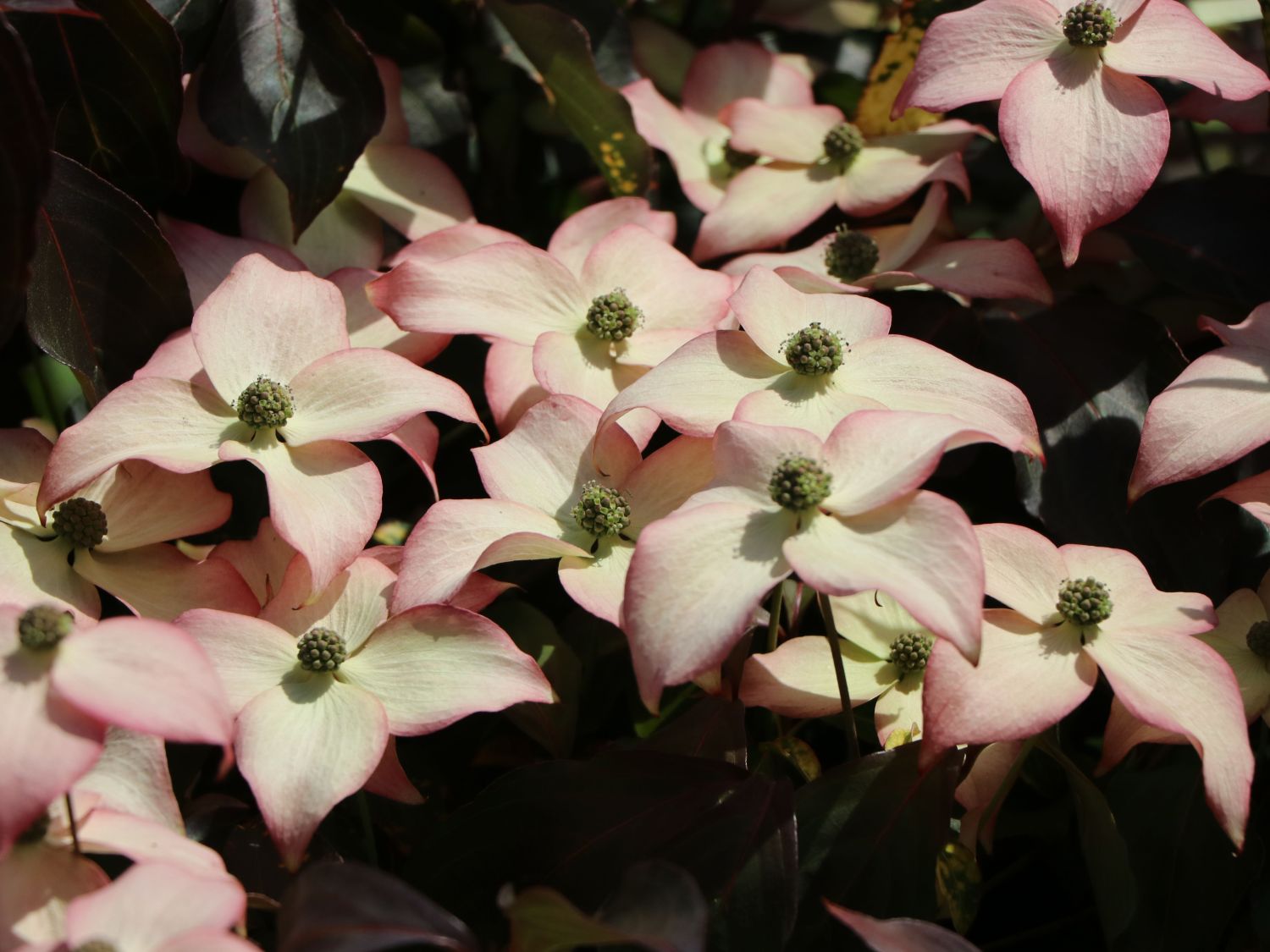 Japanischer Blumen-Hartriegel 'Cappuccino' - Cornus kousa 'Cappuccino'