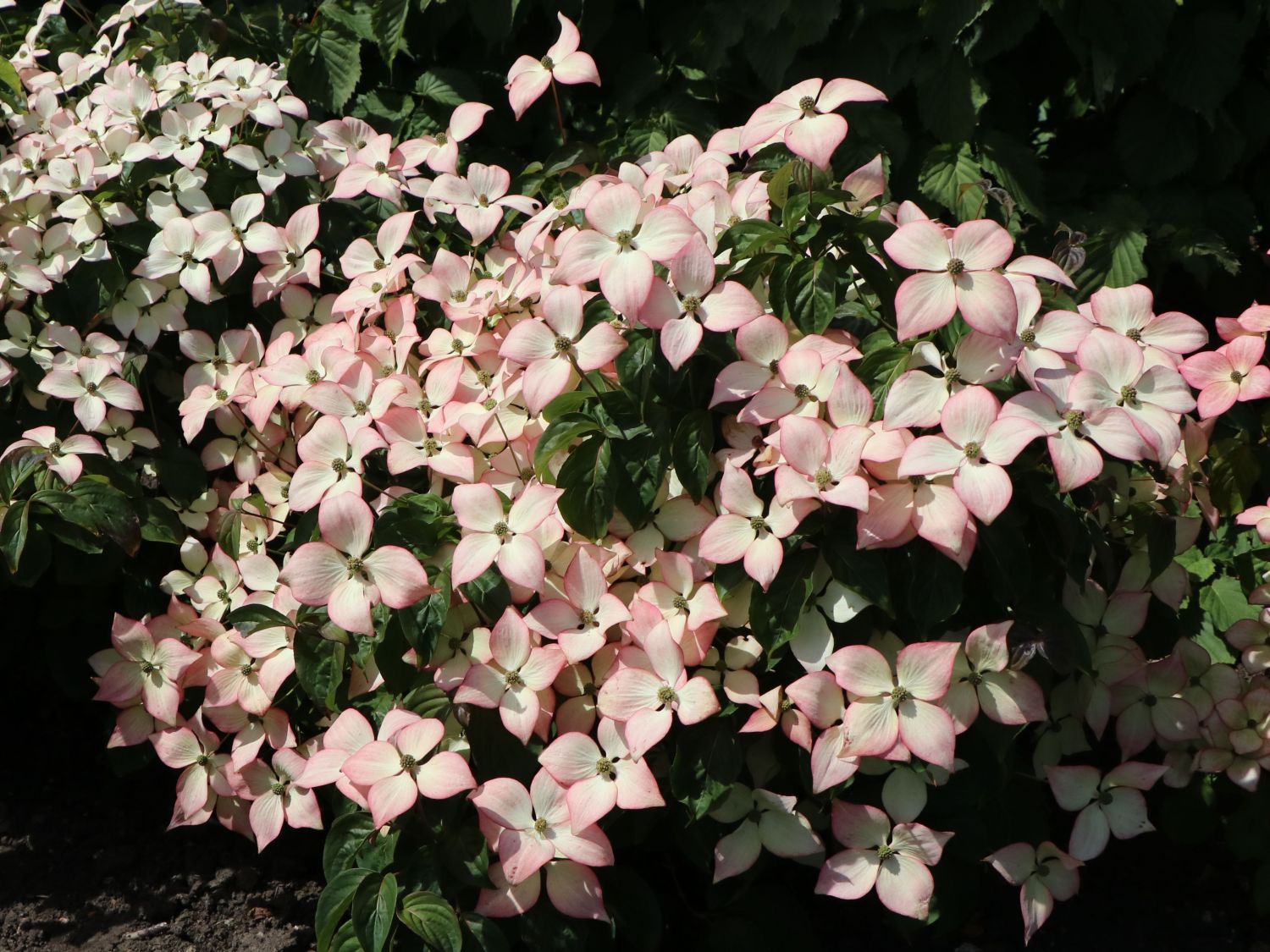 Japanischer Blumen-Hartriegel 'Cappuccino' - Cornus kousa 'Cappuccino'
