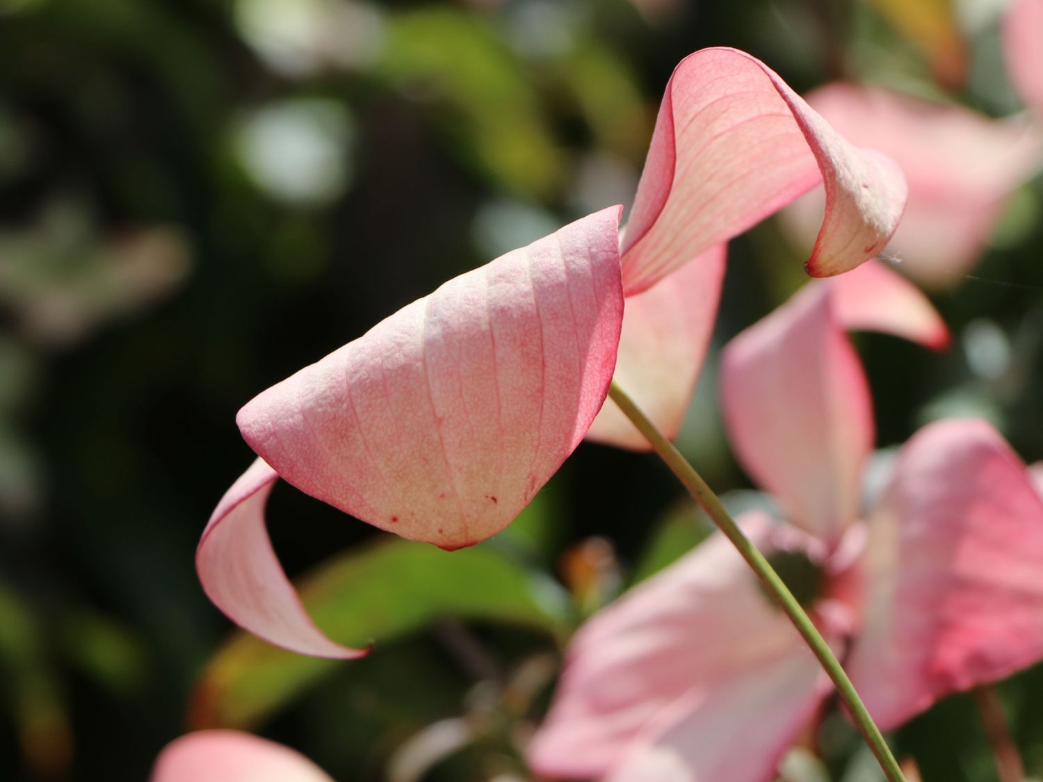 Japanischer Blumen-Hartriegel 'Cappuccino' - Cornus kousa 'Cappuccino'