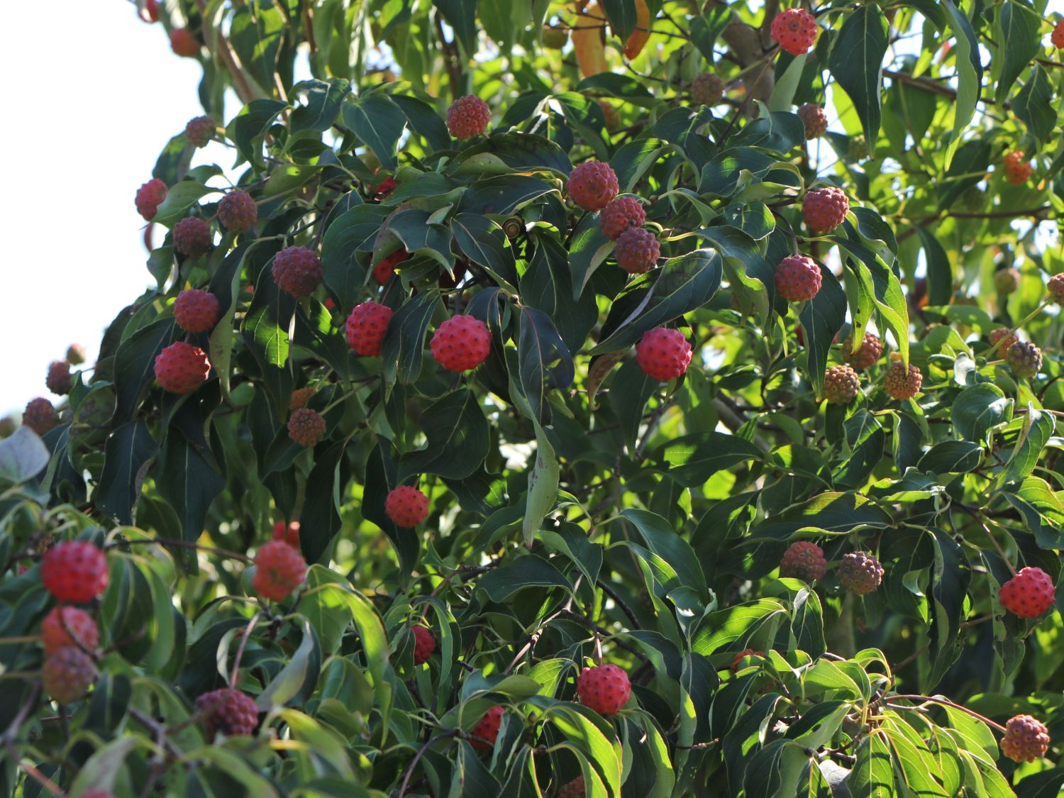 Japanischer Blumen-Hartriegel 'Cappuccino' - Cornus kousa 'Cappuccino'