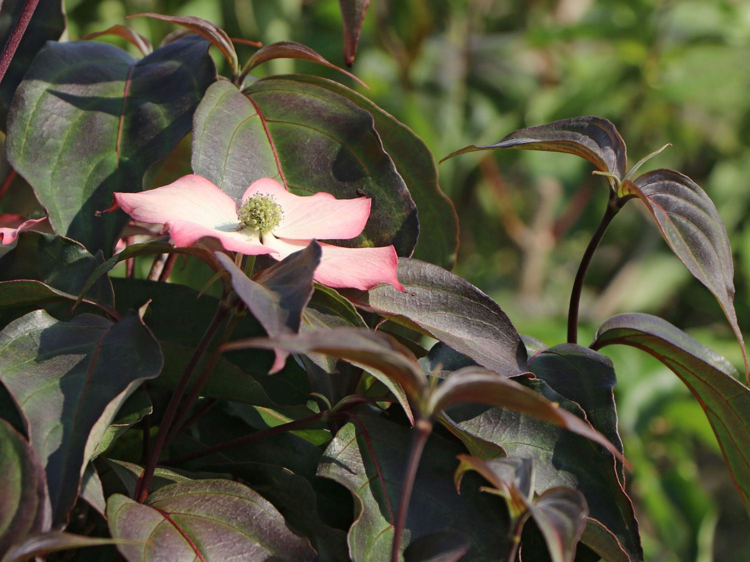 Japanischer Blumen-Hartriegel 'Cappuccino' - Cornus kousa 'Cappuccino'