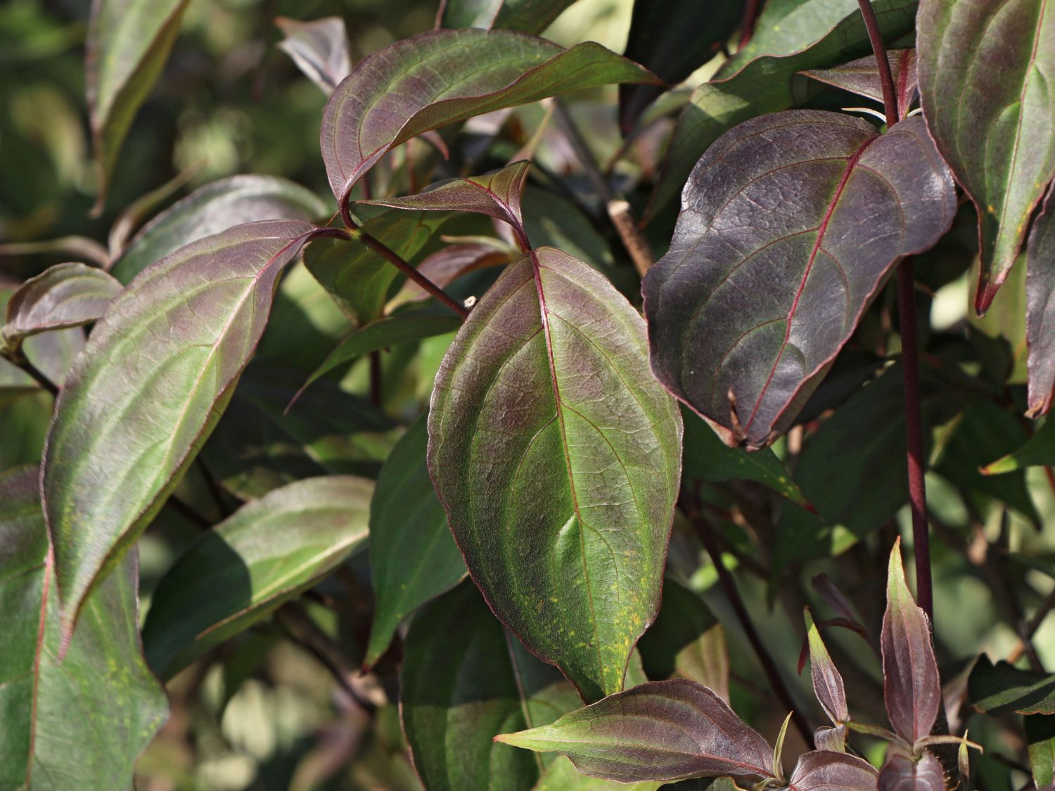 Japanischer Blumen-Hartriegel 'Cappuccino' - Cornus kousa 'Cappuccino'