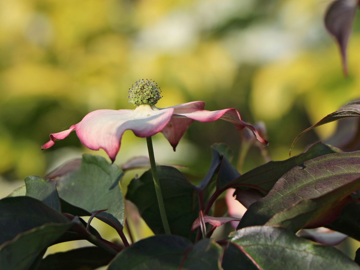 Japanischer Blumen-Hartriegel 'Cappuccino' - Cornus kousa 'Cappuccino'