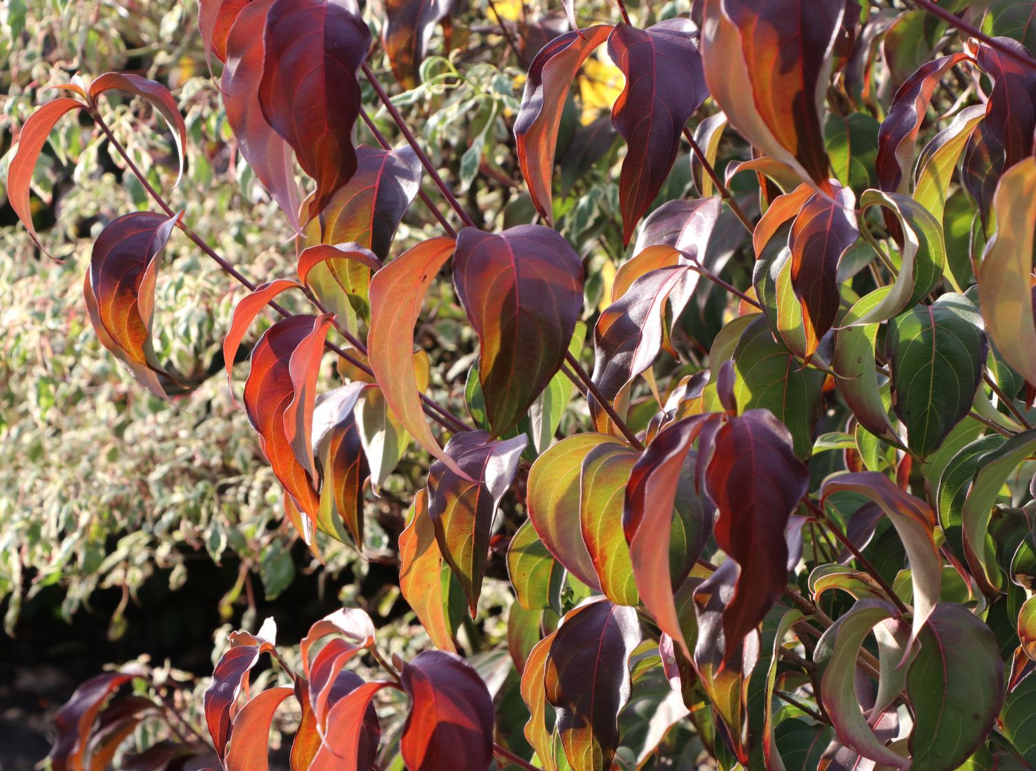 Japanischer Blumen-Hartriegel 'Cappuccino' - Cornus kousa 'Cappuccino'