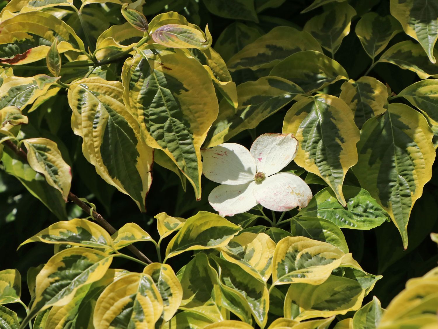 Japanischer Blumen-Hartriegel 'Celestial Shadow'