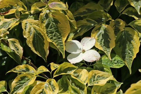 Japanischer Blumen-Hartriegel 'Celestial Shadow' - Cornus kousa 'Celestial Shadow'