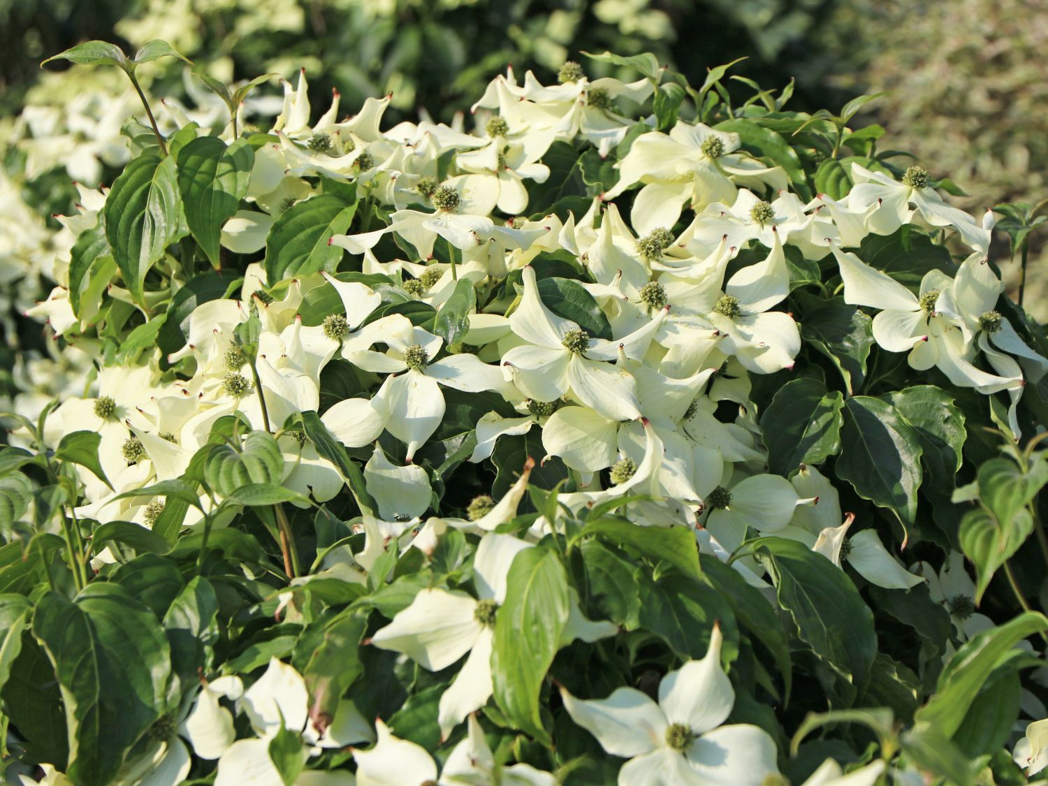 Japanischer Blumen-Hartriegel 'Cherokee' - Cornus kousa 'Cherokee'