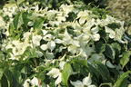 Japanischer Blumen-Hartriegel 'Cherokee' - Cornus kousa 'Cherokee'