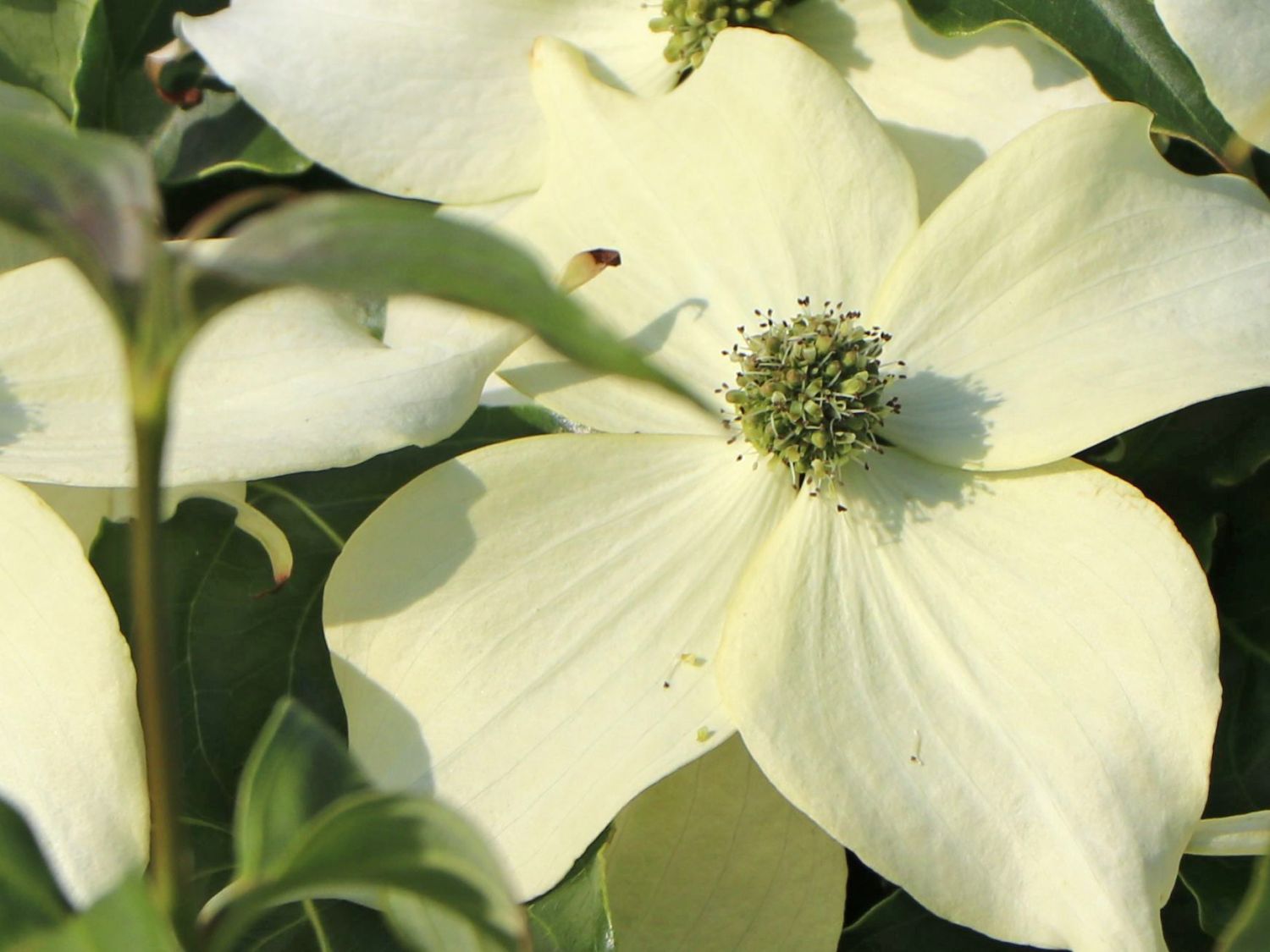 Japanischer Blumen-Hartriegel 'Cherokee' - Cornus kousa 'Cherokee'