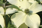 Japanischer Blumen-Hartriegel 'Cherokee' - Cornus kousa 'Cherokee'