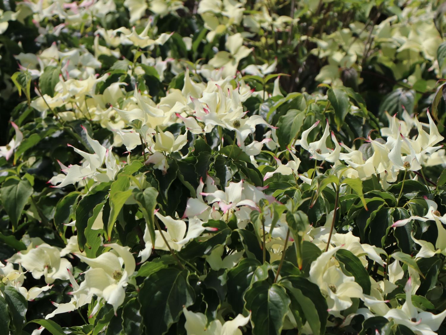 Japanischer Blumen-Hartriegel 'Cherokee' - Cornus kousa 'Cherokee'