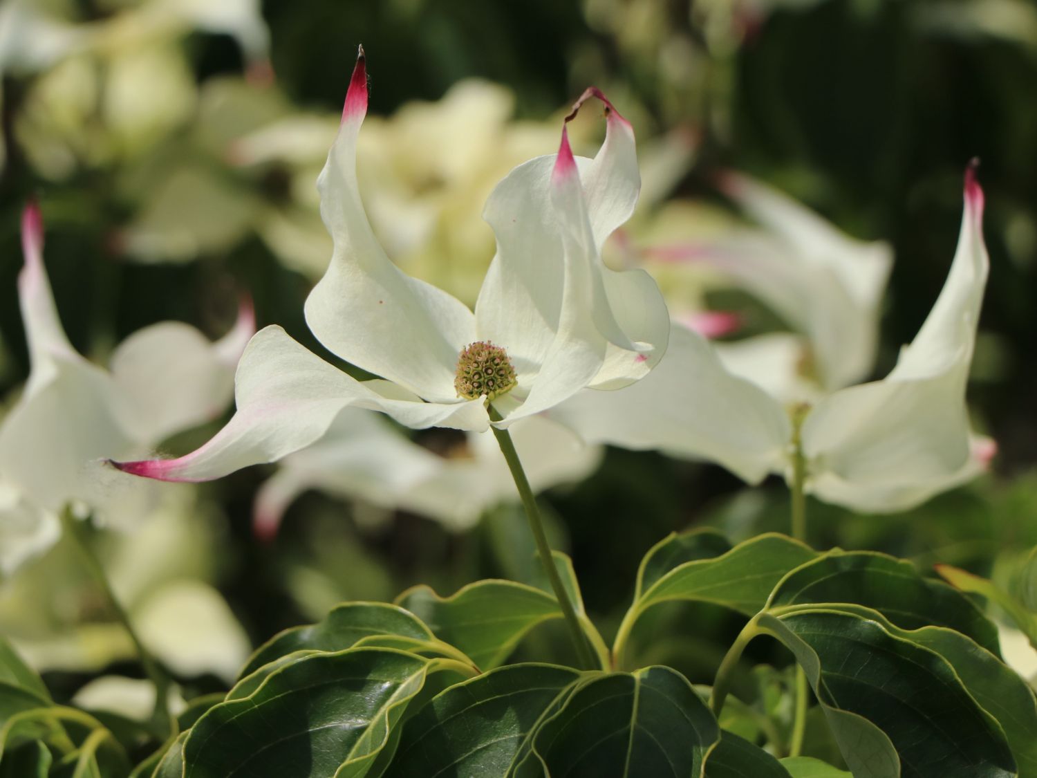 Japanischer Blumen-Hartriegel 'Cherokee' - Cornus kousa 'Cherokee'